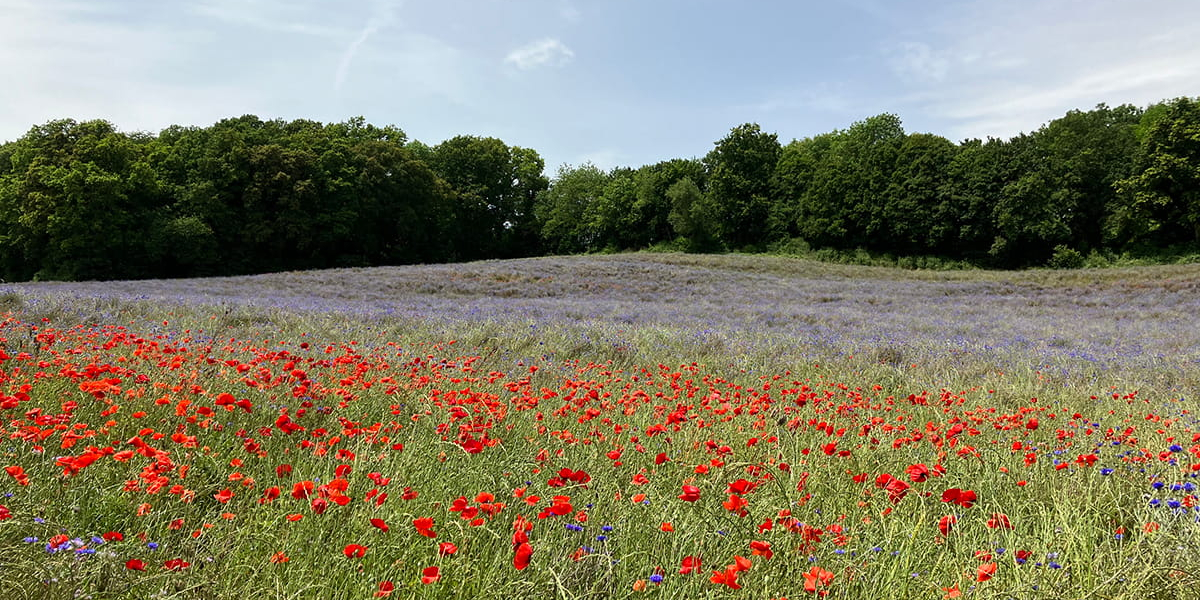 Champ de coquelicots et de bleuets