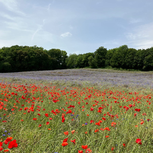 Champ de coquelicots et de bleuets