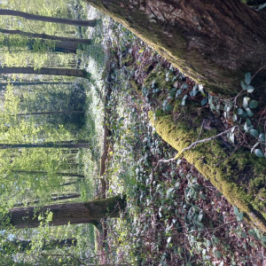 Arrête ton char, Louison !