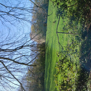 Arrête ton char, Louison !