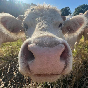 Arrête ton char, Louison !