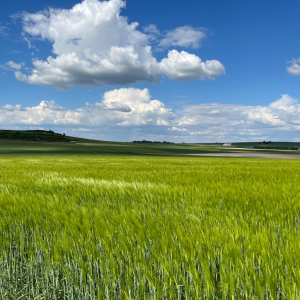 Arrête ton char, Louison !