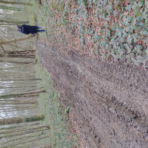 Arrête ton char, Louison !