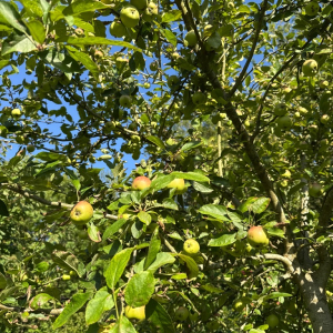 Dans l'objectif d'Hippolyte