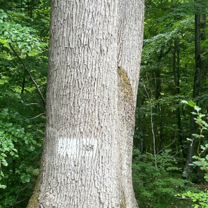 La petite reine des bois