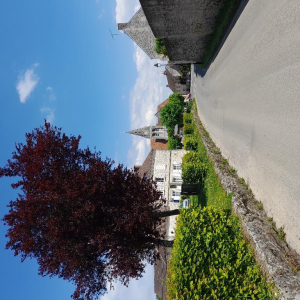 La petite reine des bois