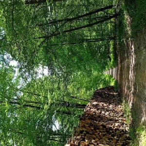 La petite reine des bois