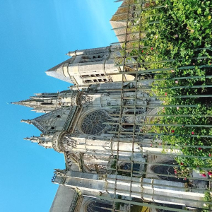 La petite reine des bois