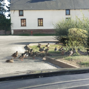 L'As qui tombe à pic