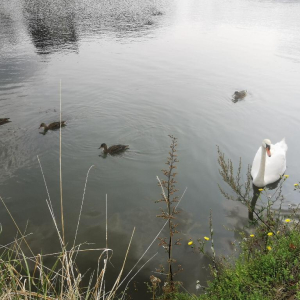 L’écrivain qui a jeté l’ancre...