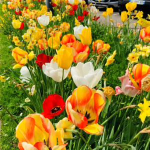 Noyon, complètement sonnée !