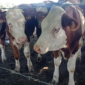 Plein pot en Pays de Bray !