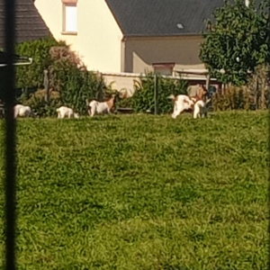 Plein pot en Pays de Bray !