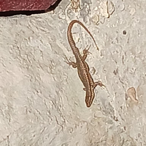 (Sept)monts et merveilles…