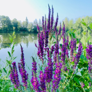 À tire d’aile au fil de l'Oise